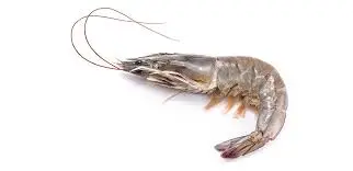 WHITE SHRIMP